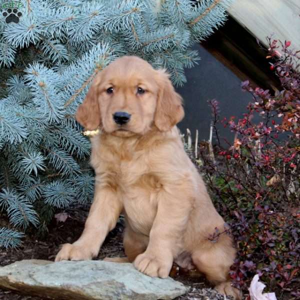 Jill, Golden Retriever Puppy